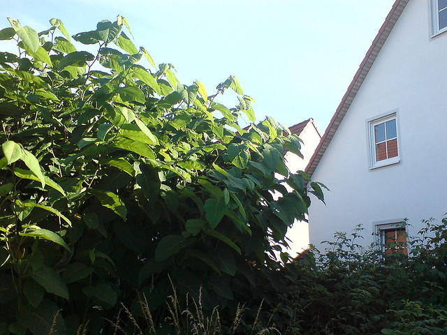 What Is Japanese Knotweed?